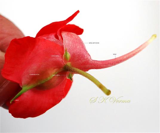  Flower-Calyx